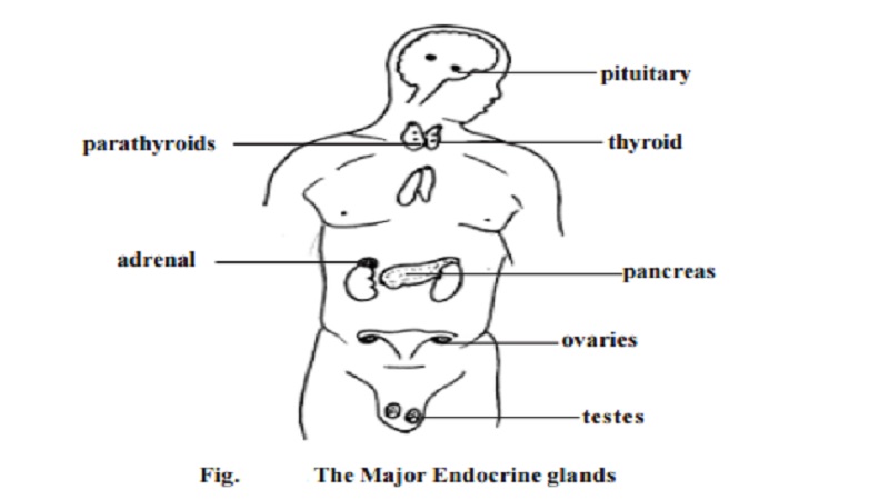 Endocrine system and glands : Pituitary gland (or) Hypophysis, thyroid, parathy roids, pancreas, adrenals, testes and ovaries