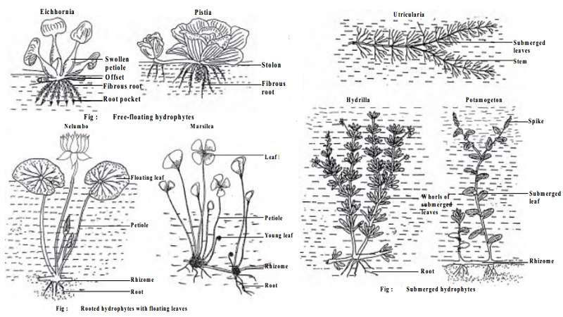 Hydrophytes And Classification of Hydrophytes