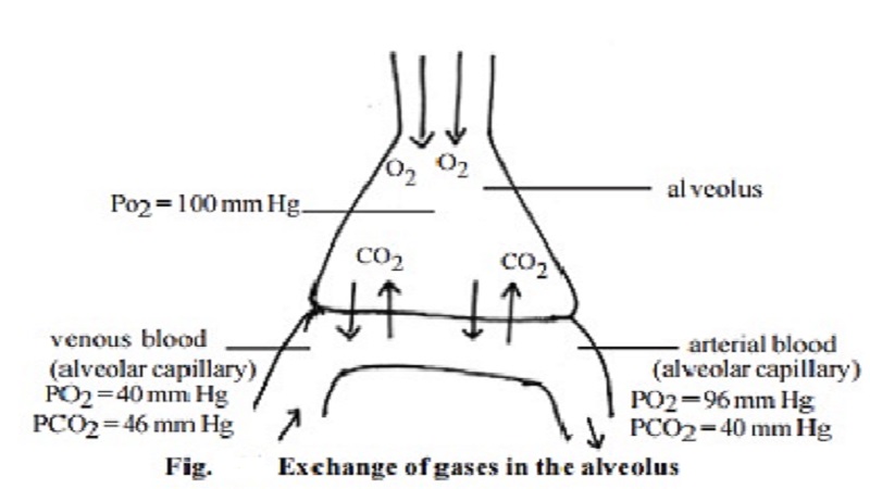 Gaseous exchange in the alveoli
