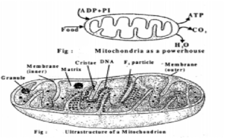 Plant Cell Mitochondria - Power house of the cell