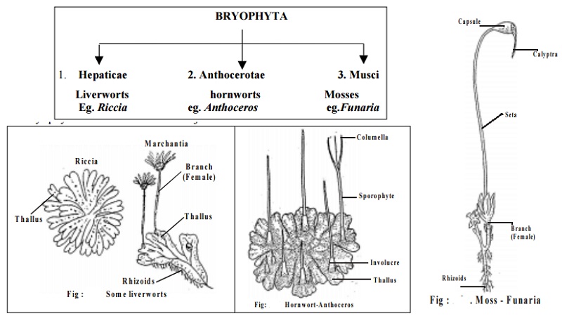 Classification of Bryophyta