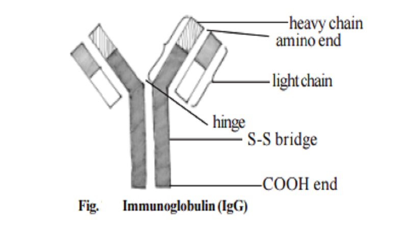 Antibodies - Immunoglobulins, Region of polypeptide chains, Transplantation immunology