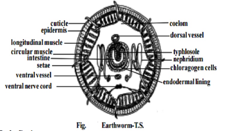 Earthworm - Body wall ,Body Cavity,Locomotion