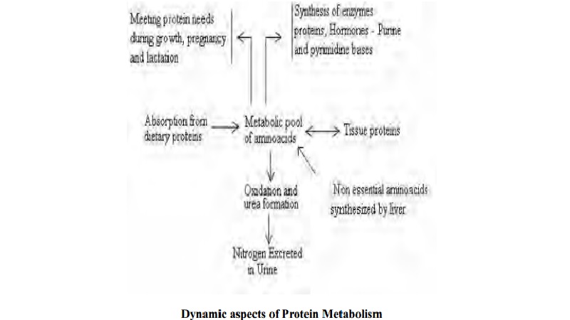 Digestion, Absorption And Utilization Of Proteins