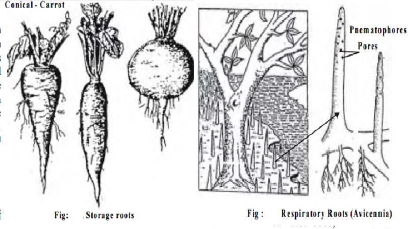 Root Modifications for Taproot, adventitious roots