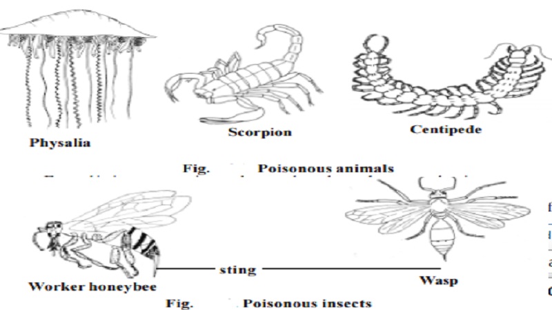 Poisonous Organisms : Physalia, Scorpion, Centipede, Honey bees and Wasps, Poisonous fishes, Poisonous snakes
