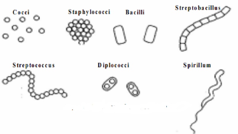 Bacteria : Introduction, Occurrence, Size
