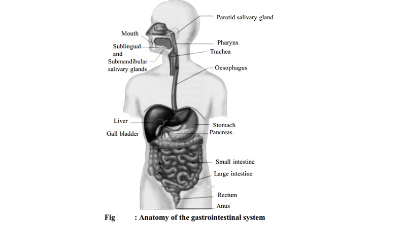 Functions Of The Gastro Intestinal Tract
