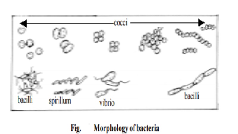 Bacterial structure And Culture