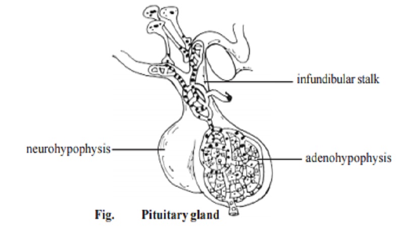 Pituitary gland and The hormones of anterior pituitary