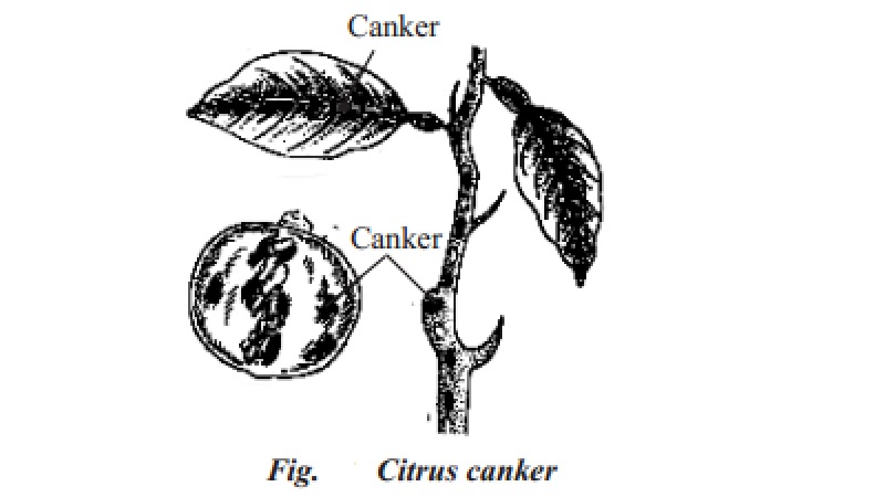 Citrus canker and Tungro disease of rice