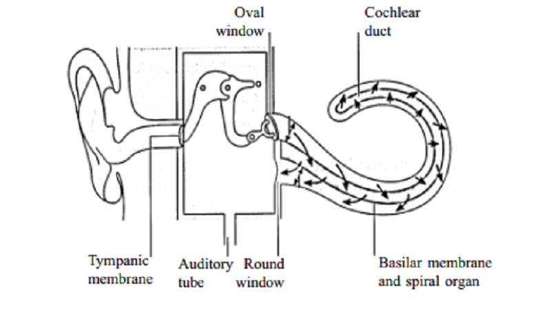Ear : Physiology of Hearing
