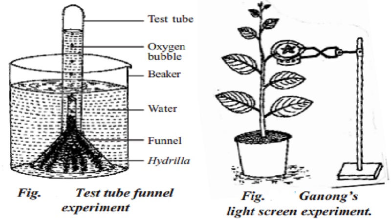 EXPERIMENTS ON PHOTOSYNTHESIS : 1.Ganong's light screen 2.Test tube and funnel experiment