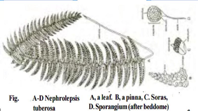Morphology of sporophyte
