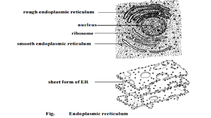 Endoplasmic Reticulum (ER) and Function of Endoplasmic Reticulum