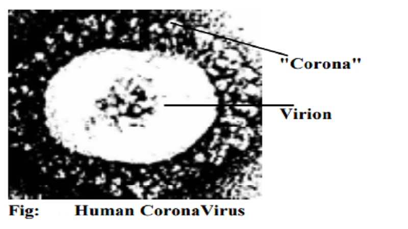 A new disease called SARS Virion