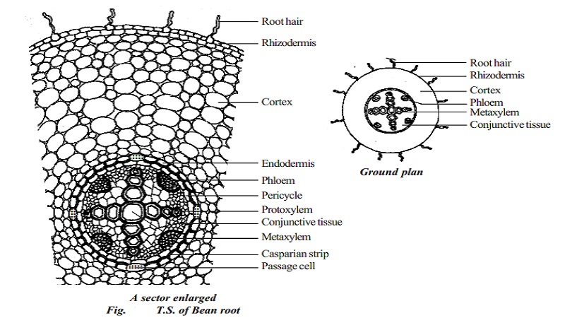 Primary structure of dicotyledonous root - Bean root