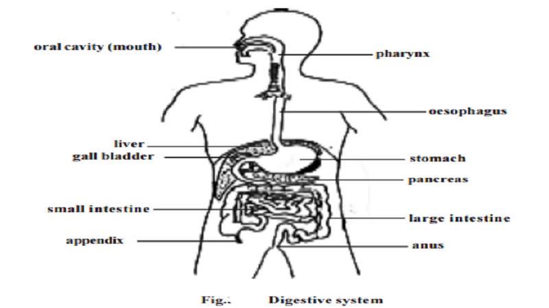 Human Entire Digestive system process with diagram - Mouth or Buccal cavity, Tongue, Teeth, Salivary glands, Pharynx, Stomach, Small intestine, Duodenum, Jejunum and ileum, Liver, Gall bladder, Pancreas, Caecum, Colon, Rectum, Anal canal