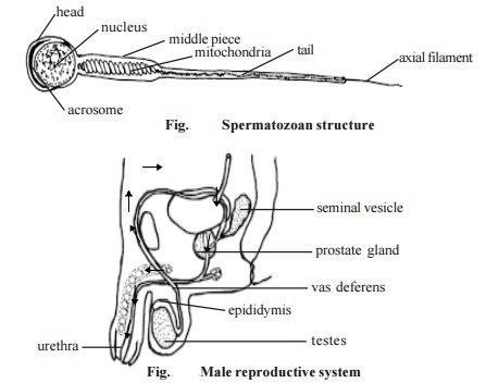 Functioning of male reproductive system