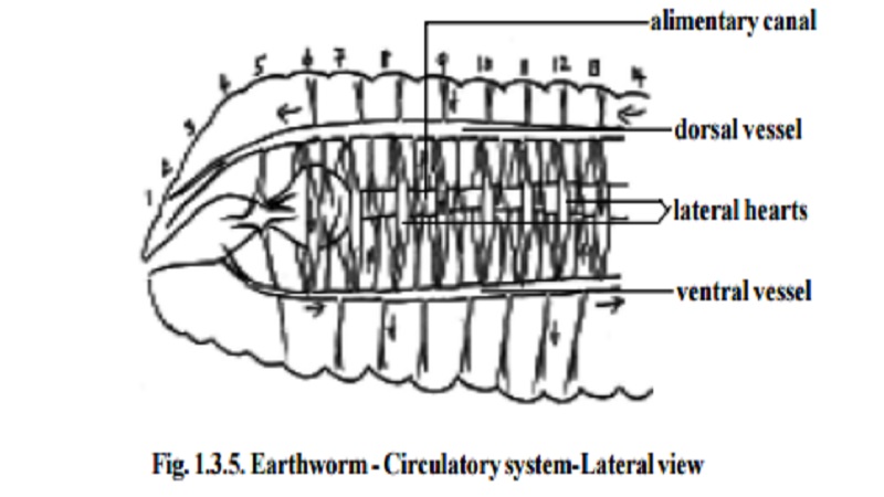 Earthworm - Circulatory System