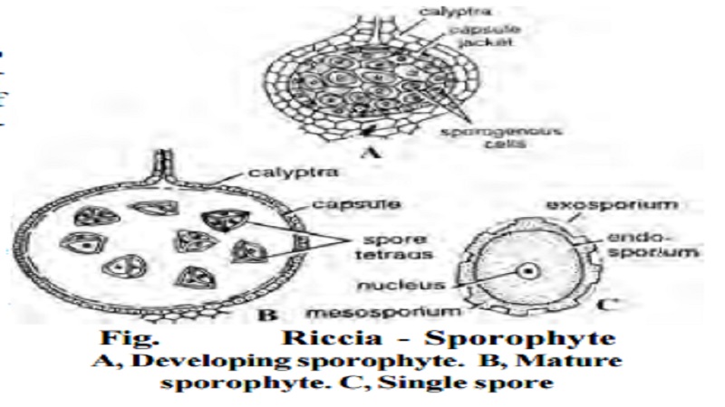 Riccia - Fertilization, Sporophyte Generation