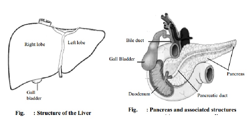 Functions of Liver, Bile Juice, Pancreas