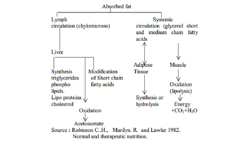 Digestion, Absorption And Utilization Of Lipids