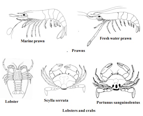 Prawns, Lobsters and Crabs - ECONOMIC ZOOLOGY