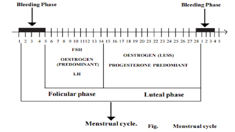Female Menstrual cycle - 28 days