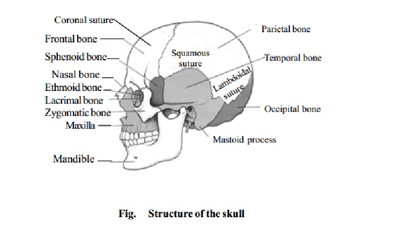 Skeletal System - Axial skeleton
