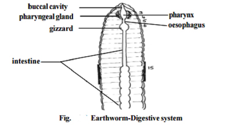 Earthworm - Digestive System, Feeding
