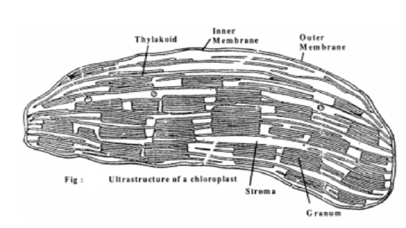 Plant Cell Plastids - chloroplasts, chromoplasts and leucoplasts