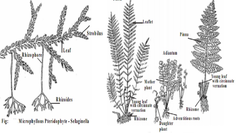 Pteridophytes : Salient features and Salient features