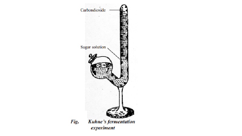 Kuhne's fermentation tube experiment