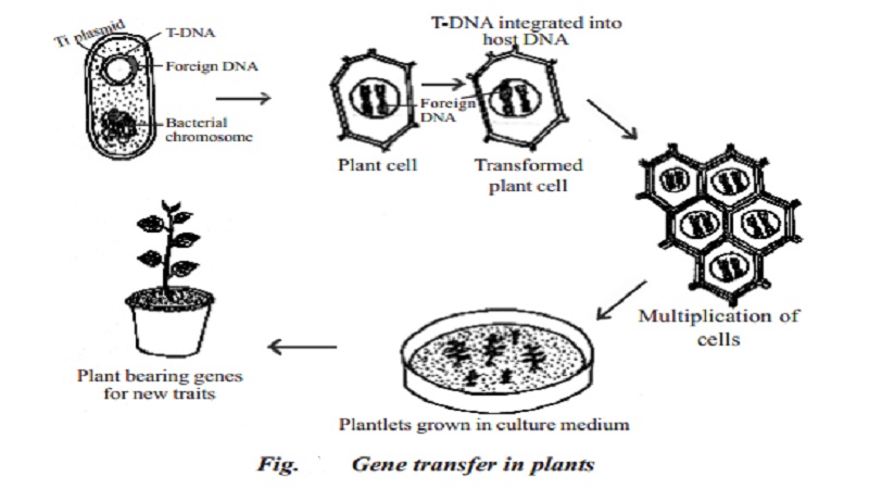 Gene transfer in plants