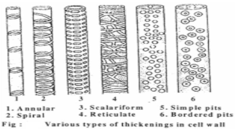 Structure of the cell wall