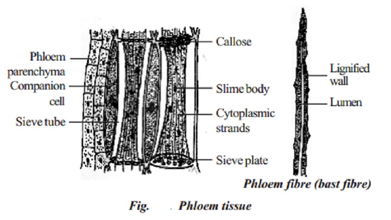 Phloem : Sieve elements, Companion cells, Phloem parenchyma, Phloem fibres