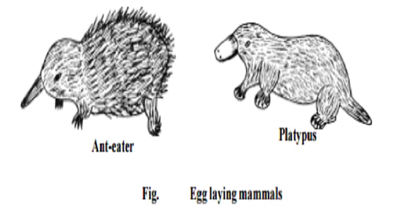 Monotremata, Marsupialia and Placentalia -Classification of Class : Mammalia  - Reptilia - sub  phylum - Tetrapoda
