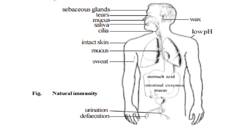 IMMUNOLOGY : Innate Immunity (Non-specific) And Acquired Immunity (Specific immunity)