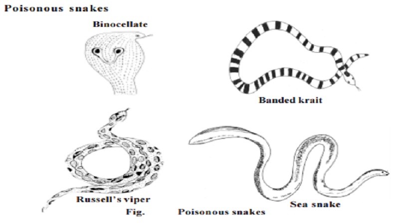 Poisonous snakes : Cobra, Krait, Vipers, Sea Snakes and Poison Apparatus of a Snake