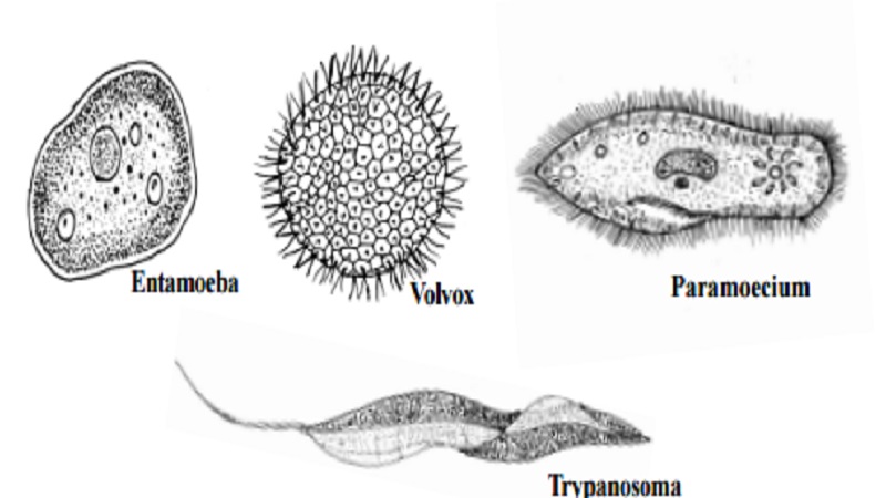 Phylum : Protozoa, Porifera and  Coelenterata or Cnidaria