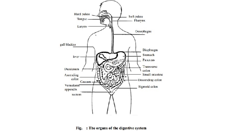 Physiology of Digestion - Mouth, Stomach,  Small intestine