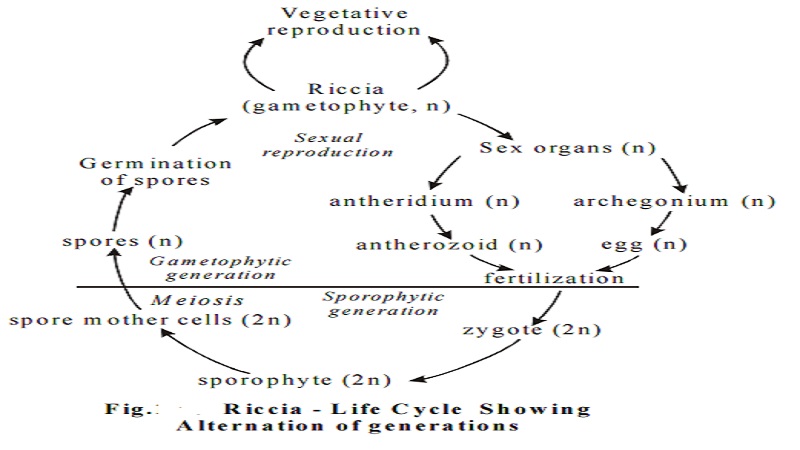 Life cycle of Riccia