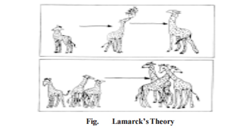 THEORIES OF EVOLUTION : Lamarckism