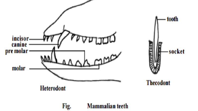 Class : Mammalia  - Reptilia - sub  phylum : Tetrapoda