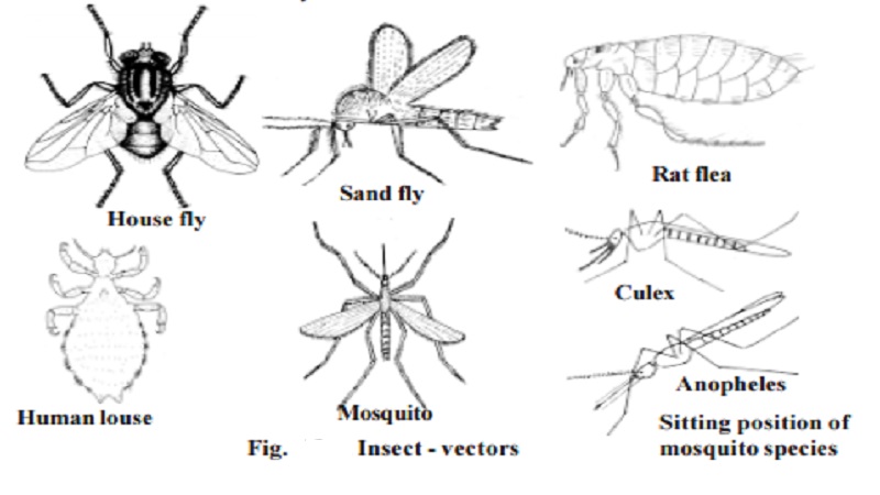Disease causing organisms - Vectors : Housefly - Musca domestica, Sand flies - Phlebotomus papatasi, Rat fleas - Xenopsylla cheopis, The human louse - Pediculus humanus, Mosquitoes : Anopheles, Culex, Aedes sp