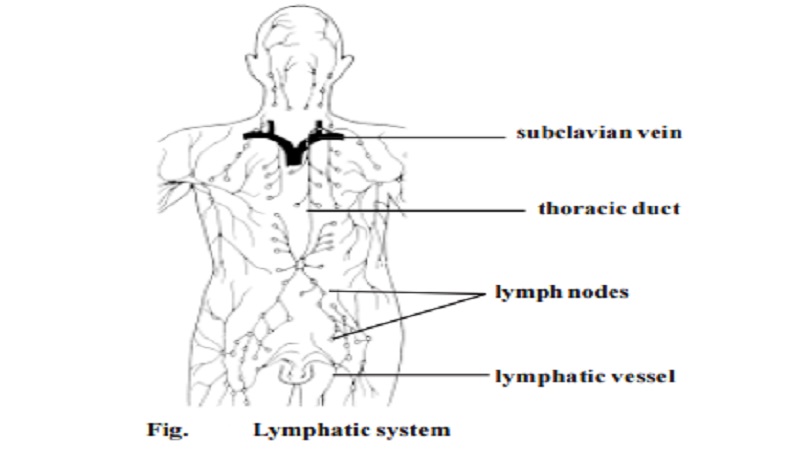 Human Lymphatic system - Lymphoid cells and tissues, Thymus, Lymph nodes, Spleen,  Tonsils, The lymphatic circulation