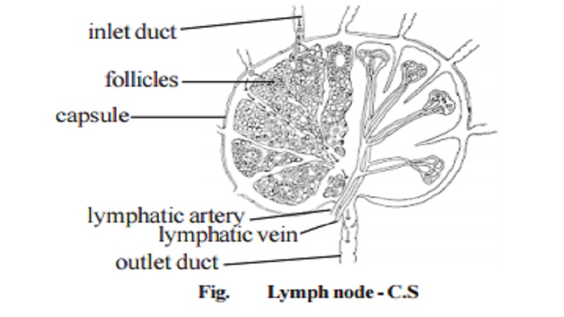 Peripheral Lymphoid Organs : Lymph nodes, Spleen