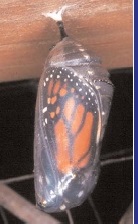 BUTTERFLY AND COCOON