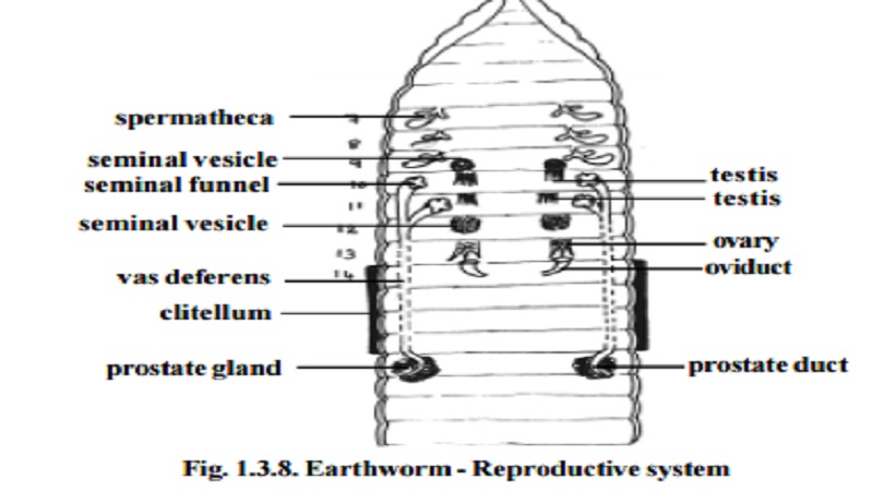 Earthworm : Reproductive System